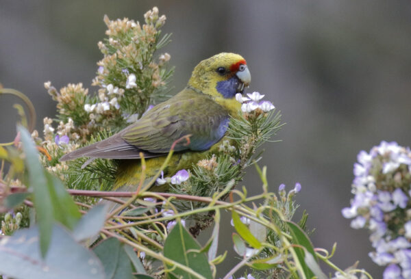 A wild Green Rosella perches in a tree