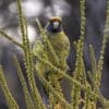 Wild Green Rosella clings to grasses