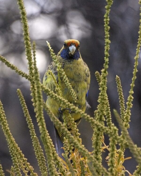 Wild Green Rosella clings to grasses