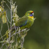 A wild Green Rosella perches on a bush