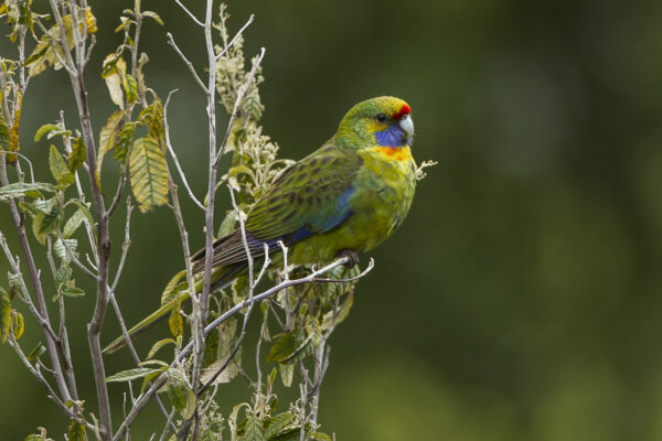 A wild Green Rosella perches on a bush