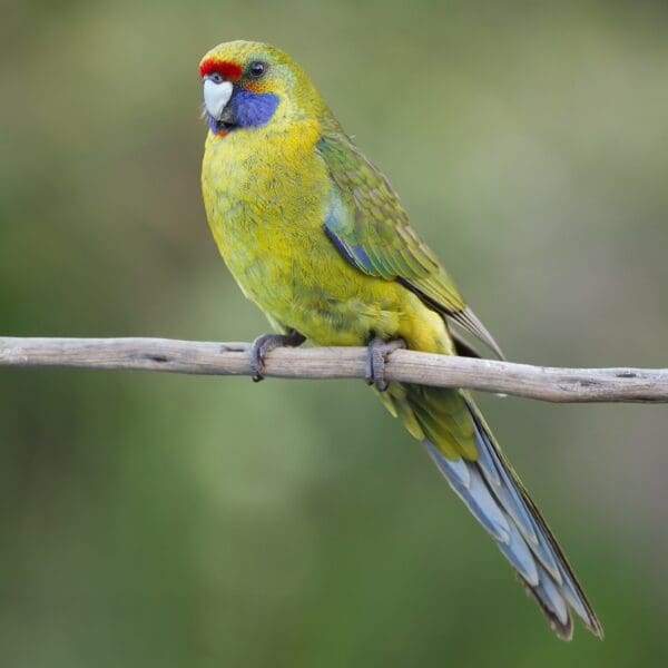 A wild Green Rosella perches on a branch