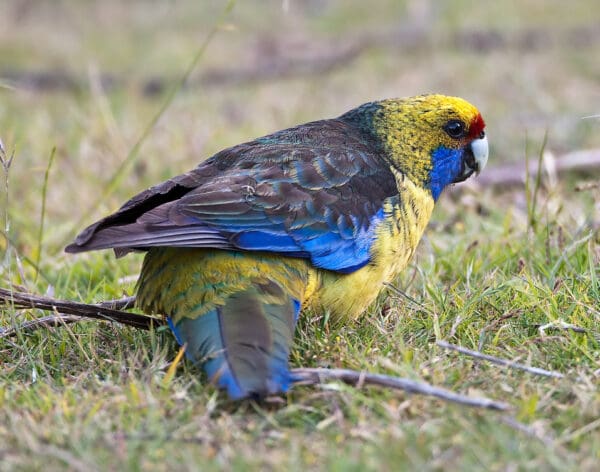 A wild Green Rosella forages on the ground