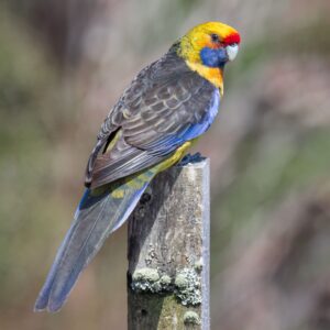 A wild Green Rosella perches on a post