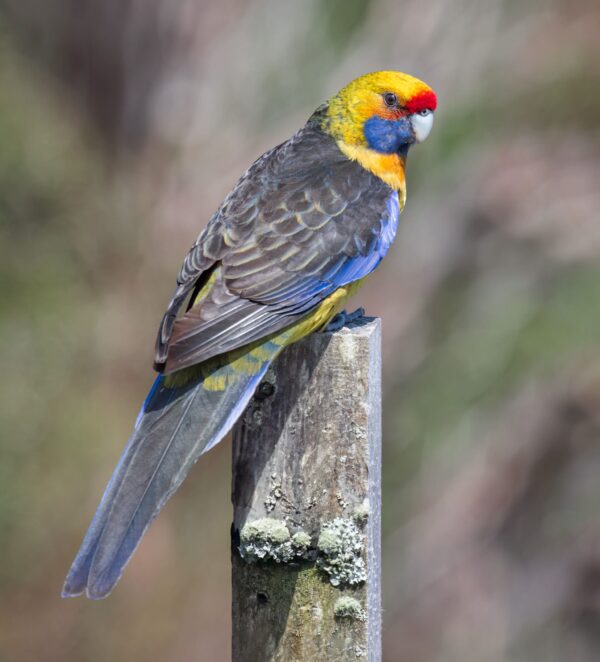 A wild Green Rosella perches on a post