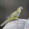 A wild Green Rosella perches on a rock