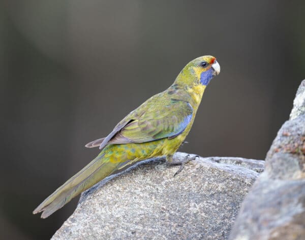 A wild Green Rosella perches on a rock