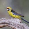 A wild Green Rosella perches on a limb