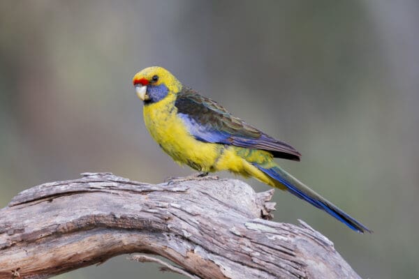 A wild Green Rosella perches on a limb