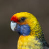 A closeup of a wild Green Rosella