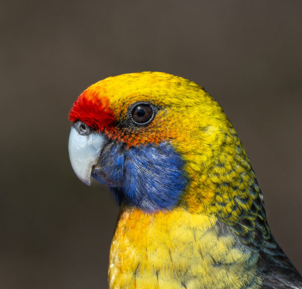 A closeup of a wild Green Rosella