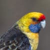 A closeup of a wild Green Rosella