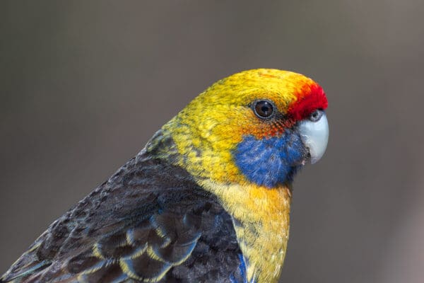 A closeup of a wild Green Rosella