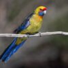 A wild Green Rosella perches on a branch