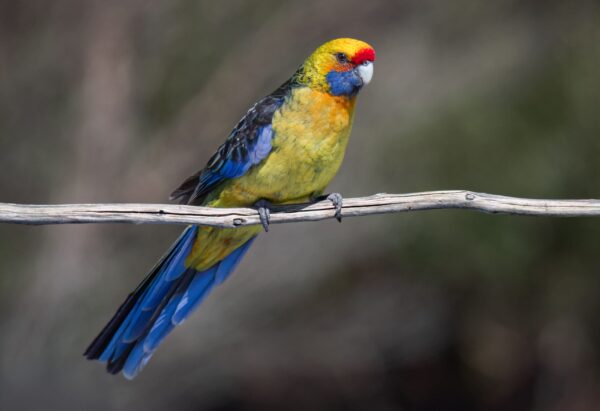 A wild Green Rosella perches on a branch