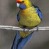 A wild Green Rosella perches on a branch