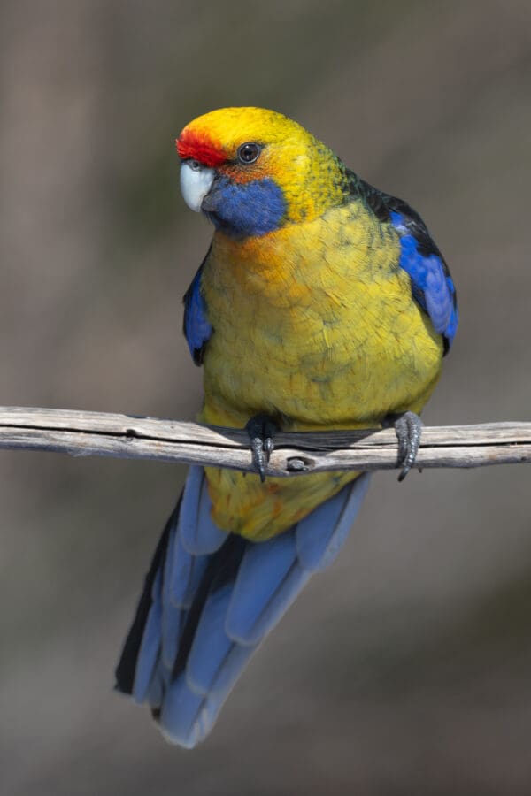 A wild Green Rosella perches on a branch