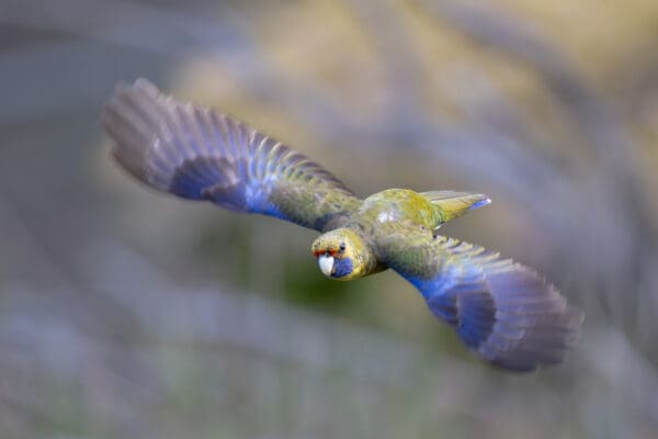 A wild Green Rosella on the wing