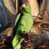 A feral Green-cheeked Amazon perches in a tree, California US