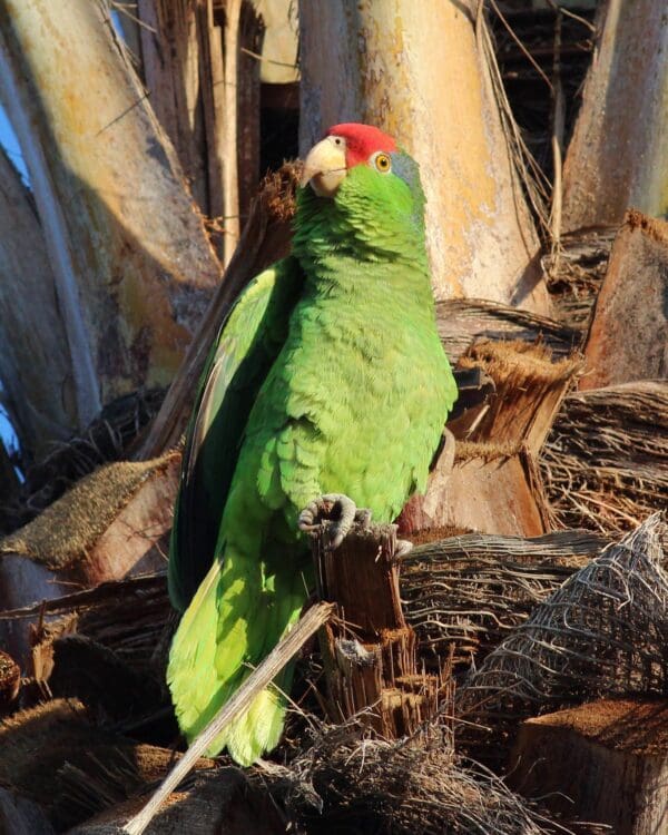 A feral Green-cheeked Amazon perches in a tree, California US