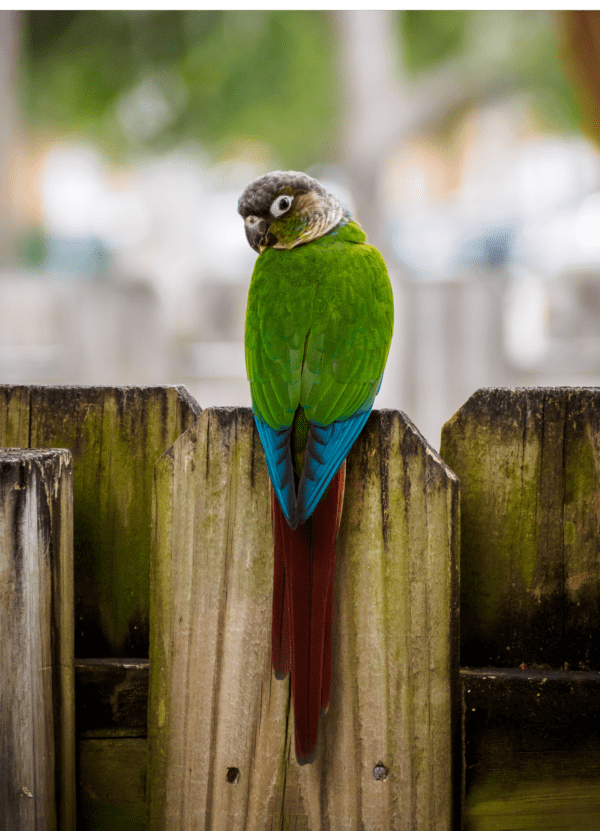 A wild Green-cheeked Conure perches on a fence