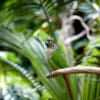 A Green-cheeked Conure perches on a branch at Wings of Paradise Butterfly Conservatory, CAN