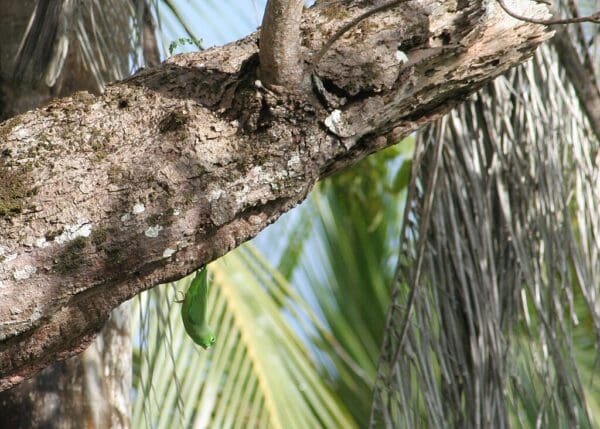 A wild Green-rumped Parrotlet hangs from a tree trunk