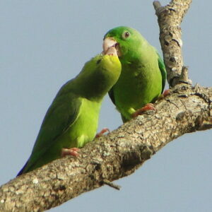 A wild juvenile Green-rumped Parrotlet is fed by a female at right