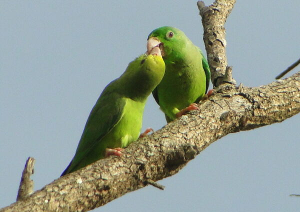 A wild juvenile Green-rumped Parrotlet is fed by a female at right