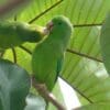 Wild Green-rumped Parrotlets feed each other