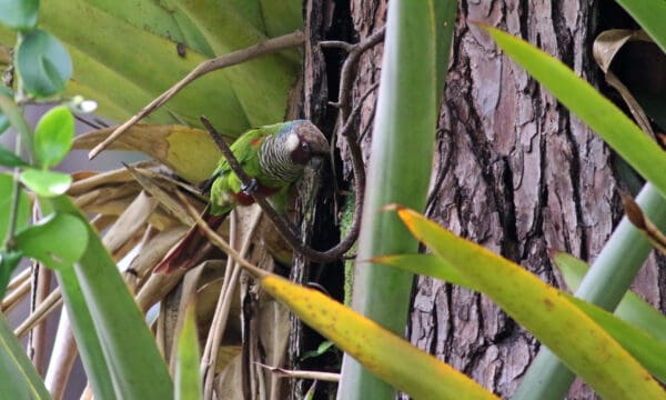 A wild Grey-breasted Conure perches in palm