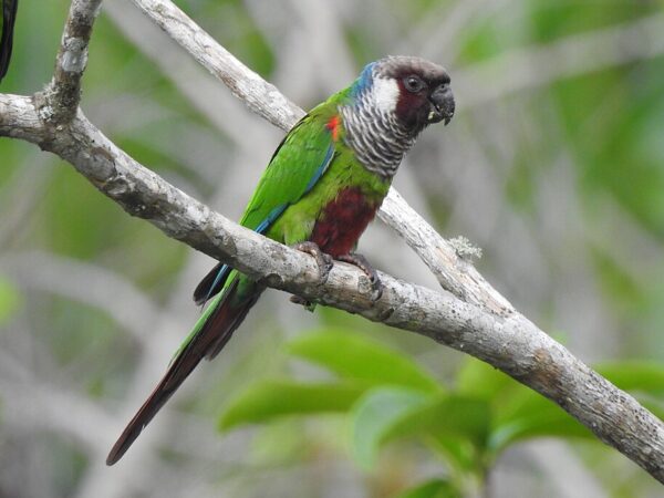 A wild Grey-breasted Conure perches on a branch