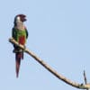 A wild Grey-breasted Conure perches on the end of a branch