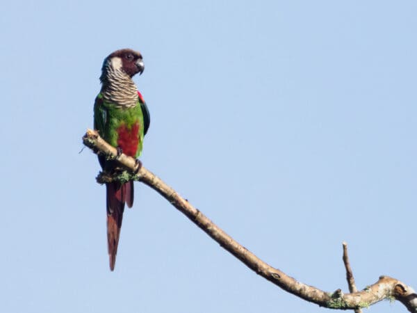 A wild Grey-breasted Conure perches on the end of a branch