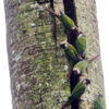 Wild Grey-breasted Conures cling to a tree trunk