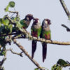 Wild Grey-breasted Parakeets perch on a branch