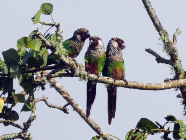 Wild Grey-breasted Parakeets perch on a branch