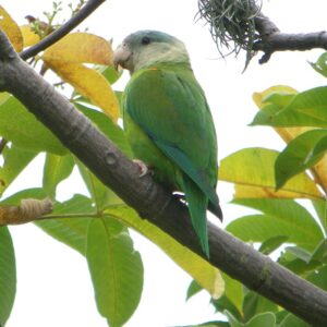 A wild Grey-cheeked Parakeet perches in a tree