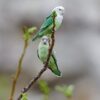 © Лариса Артемьева, CC0, via Wikimedia Commons Wild Grey-headed Lovebirds cling to a branch