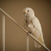 A companion Tanimbar Corella chews its toe