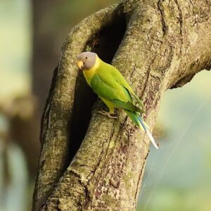 A wild Grey-headed Parakeet perches near a tree cavity