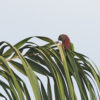 A wild Hawk-headed Parrot perches in a palm