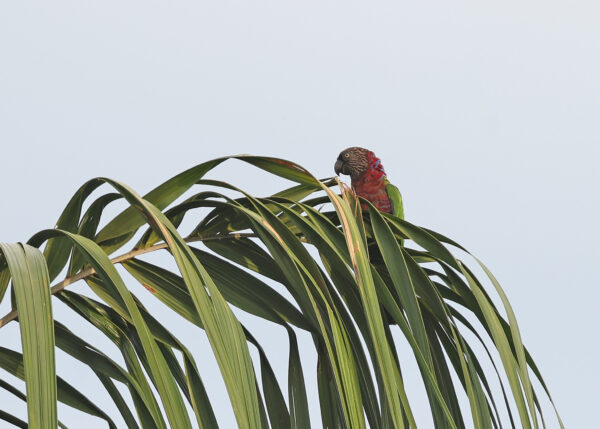 A wild Hawk-headed Parrot perches in a palm