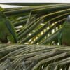 Wild Hispaniolan Amazons perch on a palm frond