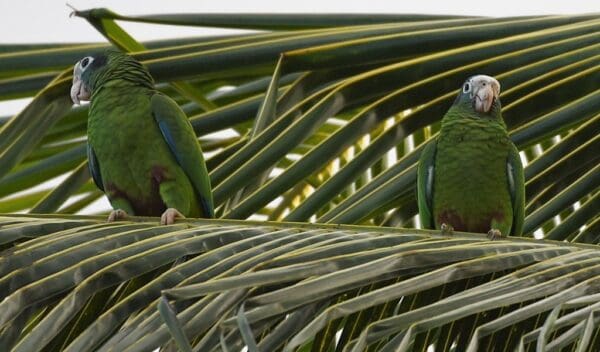 Wild Hispaniolan Amazons perch on a palm frond