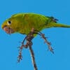 © Carlos De Soto Molinari CC BY-NC-ND 2.0 via Flickr A wild Hispaniolan Conure perches atop a branch