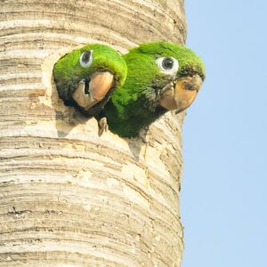 Wild Hispaniolan Conures peer out of a nest cavity