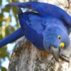 A wild Hyacinth Macaw clings to a tree trunk