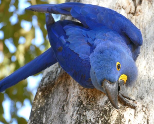 A wild Hyacinth Macaw clings to a tree trunk