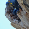 Wild Hyacinth Macaws peer out of a nest cavity